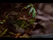 Army Girl Nude in the Jungle (spying) romantic sex scene