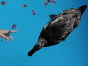 Birdy - Girl Nude sex scene video